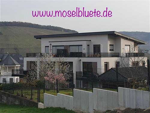 Holiday Home/Apartment - 4 persons -  - Im Kirschfeld - 54470 - Bernkastel-Kues