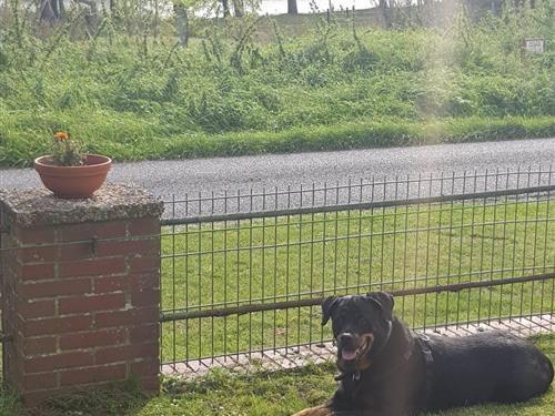 Sommerhus - 4 personer -  - Hinrichshörn - 25767 - Offenbüttel