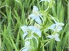Image 37