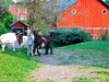 Bild 17