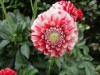 Bild 41
