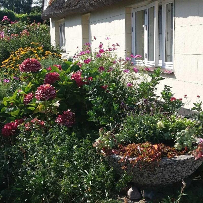 Ferielejlighed - 3 personer -  - Dörpstrat - 18586 - Klein Zicker