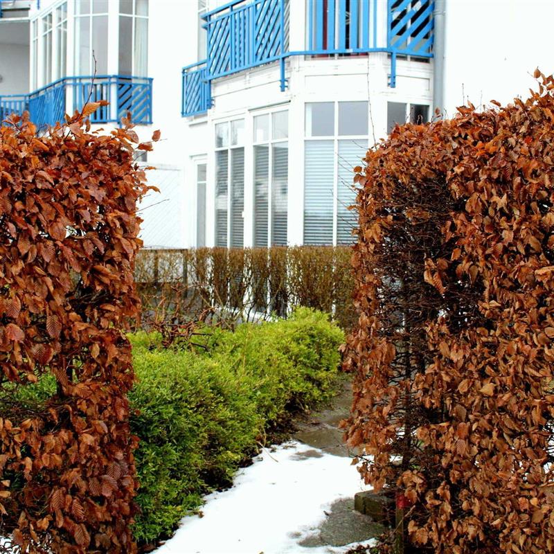 Ferielejlighed - 4 personer -  - Ruth-Bahls-Str. - 18586 - Sellin (Ostseebad)