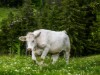Bilde 26