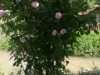 Bilde 27