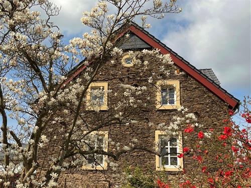 Ferielejlighed - 10 personer -  - Hauptstraße - 54470 - Bernkastel-Kues