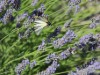 Image 23
