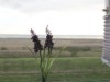 Billede 2