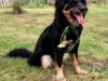 Billede 14