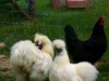 Bilde 11