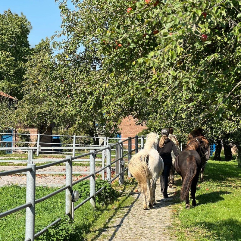 Ferielejlighed - 4 personer -  - Osterbyholz - 24367 - Osterbyholz