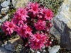 Bild 66
