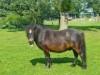 Billede 11