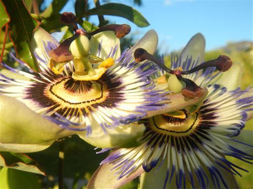 Sommerhus - 2 personer -  - Raspelwiese - 54472 - Brauneberg