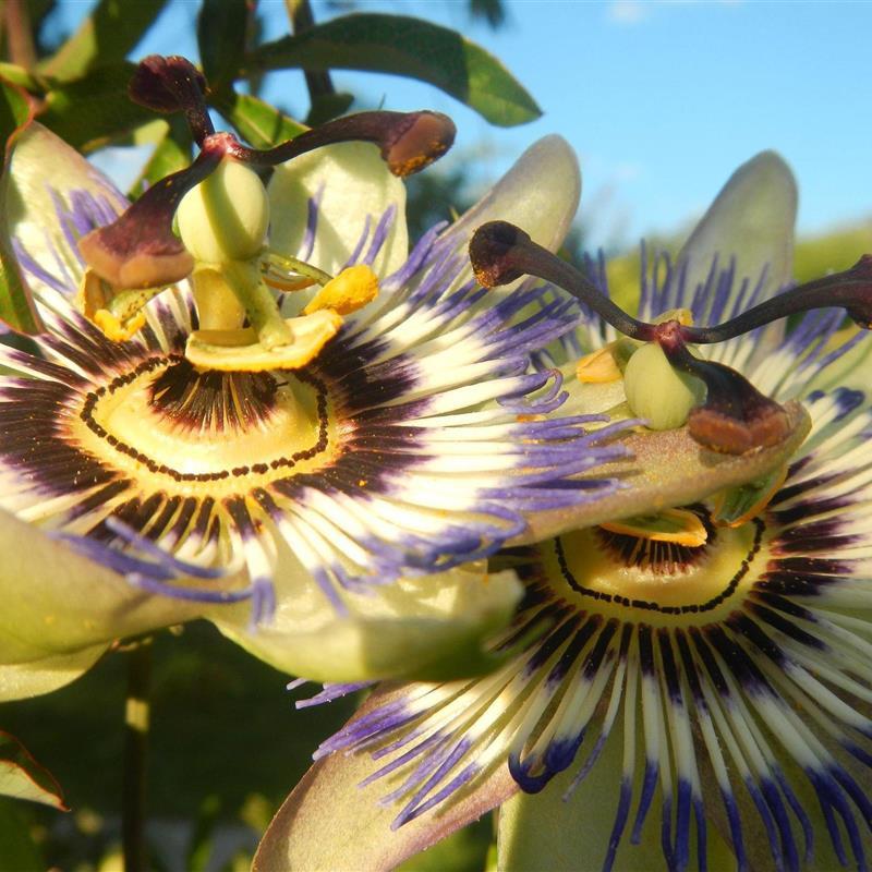 Sommerhus - 2 personer -  - Raspelwiese - 54472 - Brauneberg