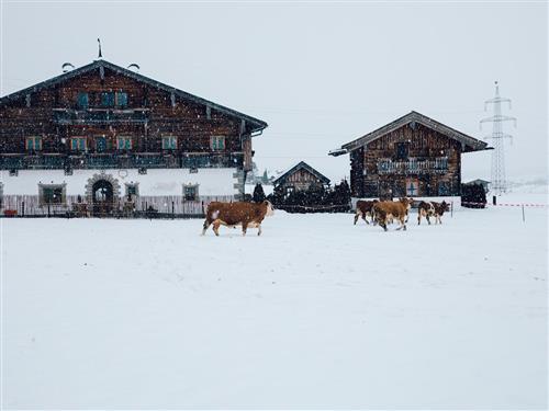 Bondgård - 6 personer -  - Hof - 5760 - Saalfelden Am Steinernen