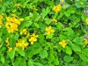 Bild 38 - Inde