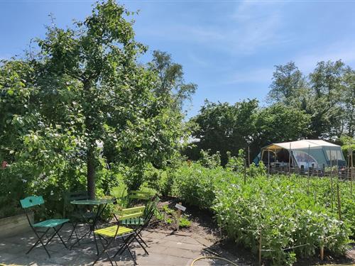 Sommerhus - 4 personer -  - 8483 JM - Scherpenzeel (Fr)