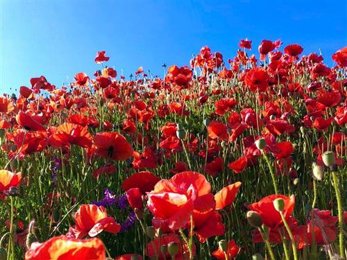 Ferieleilighet - 4 personer -  - Dorfstraße - 18528 - Rappin