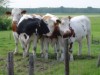 Afbeelding 4