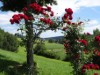 Bild 16