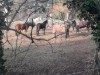 Billede 8