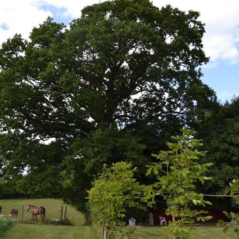 Ferienhaus - 9 Personen -  - Løgballevej - Løgballe - 7140 - Stouby