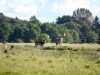 Billede 11