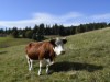 Billede 11
