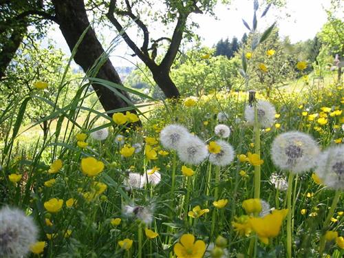 Bondegård - 5 personer -  - Matzelsdorf - 9872 - Millstatt