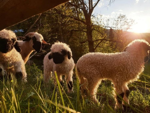 Bondgård - 3 personer -  - Janerweg - 8971 - Schladming-Untertal