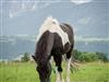 Bilde 7