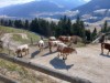 Bilde 4