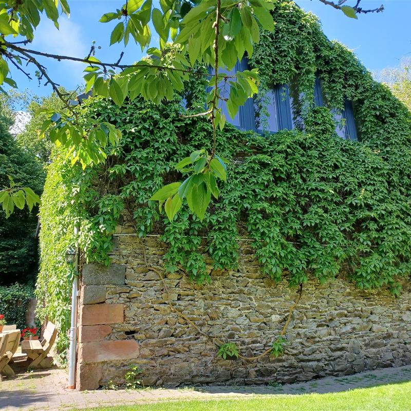 Ferielejlighed - 4 personer -  - Lenzenhaus - 54531 - Wallscheid