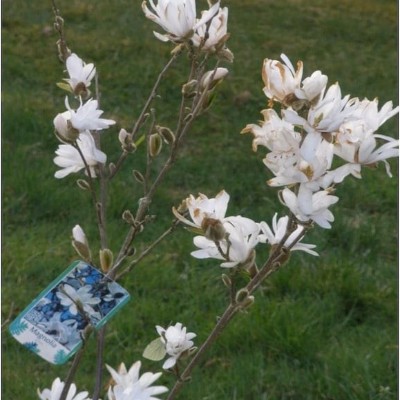 Billede 4