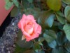 Billede 5