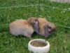 Bild 18