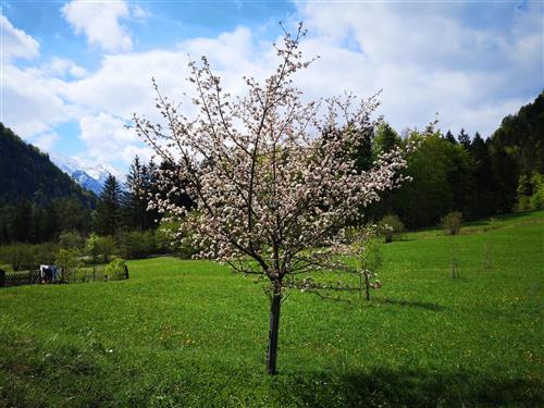 Semesterhus/Semesterlägenhet - 5 personer -  - Waich - 83324 - Ruhpolding