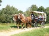 Billede 13