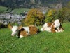 Bild 18