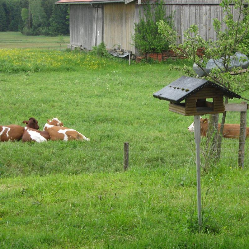 Bondegård - 6 personer -  - Mooshappen - 83254 - Breitbrunn Am Chiemsee