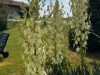 Bild 17