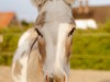 Bild 31