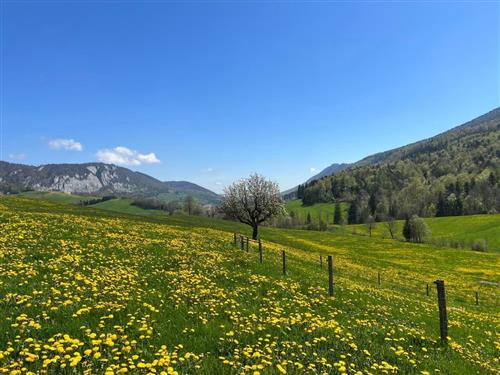 Holiday apartment - 5 persons -  - Schafmatt - 4716 - Gänsbrunnen