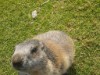 Bild 62