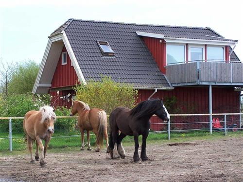 Bauernhof - 5 Personen -  - Im Weidengrund - 18314 - Kenz-Küstrow / Rubitz