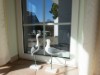 Bilde 4