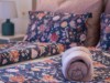 Billede 35