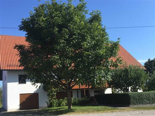Holiday apartment - 6 persons -  - Schäfergasse - 88459 - Tannheim (Württemberg)