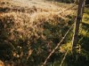 Billede 11